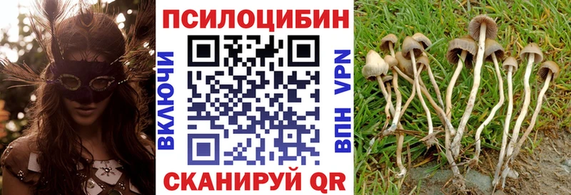 Галлюциногенные грибы Psilocybe  Купить закладки  Михайловск 